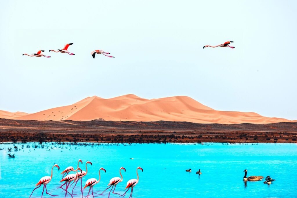 5 days Desert Tours MARRAKECH to Desert