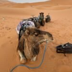 A group of camels resting in the vast dunes of the Sahara Desert, Morocco.