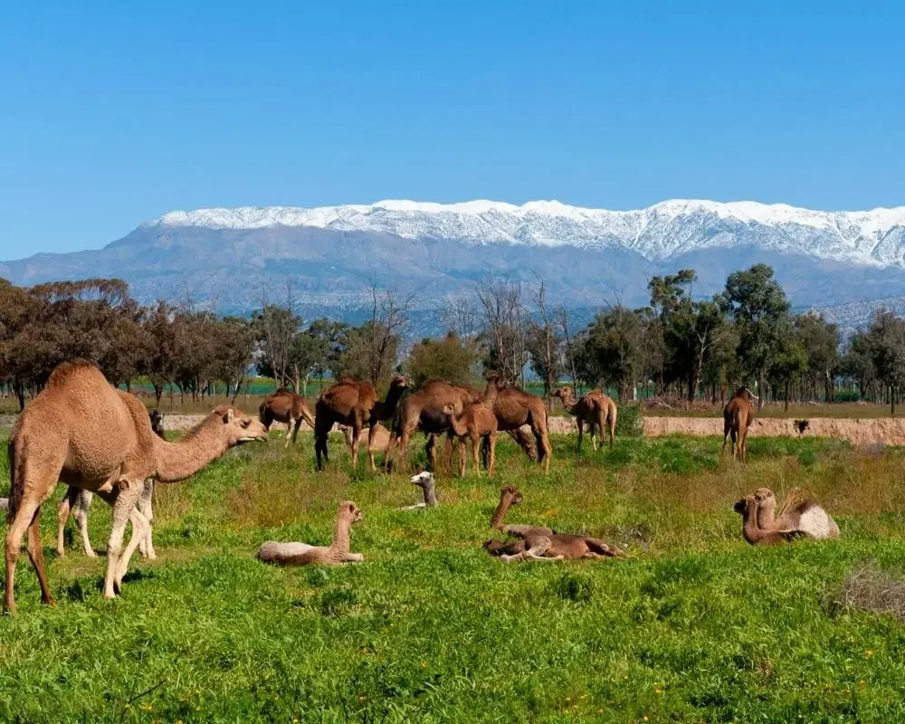 7 days sahara desert trip from agadir 7 days sahara desert trip from agadir