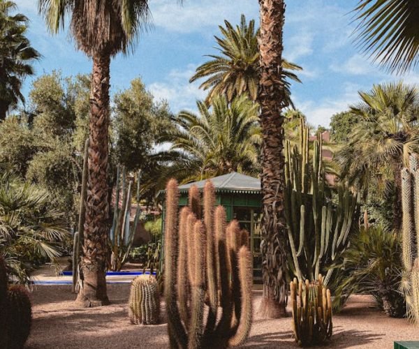 Explore the lush tropical oasis in Marrakech's botanical garden, featuring palms and cacti.