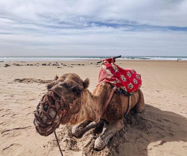 Camel resting on sandy Agadir beach with ocean backdrop, showcasing Morocco's coastal charm.
